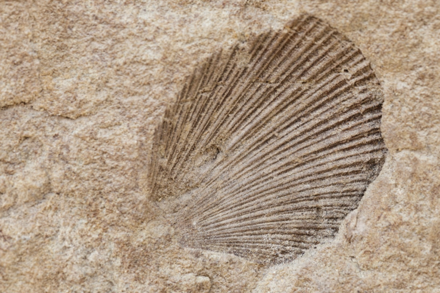 fossili